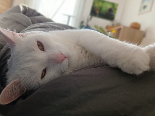 Gatto bianco che dorme disteso su un piumino Wove grigio-verde
